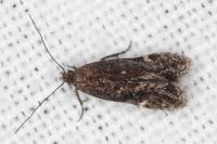 Aproaerema anthyllidella