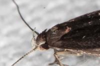 Aproaerema anthyllidella
