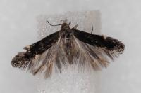 Aproaerema anthyllidella