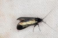 Adela reaumurella