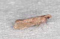 Acrolepiopsis vesperella