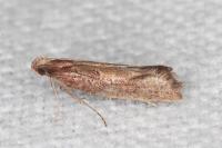 Acrolepiopsis vesperella