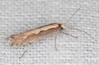Plutella xylostella
