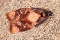 Ditula angustiorana
