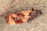 Ditula angustiorana
