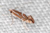 Phyllonorycter lapadiella