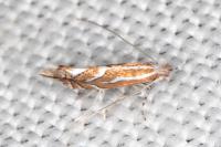Phyllonorycter lapadiella