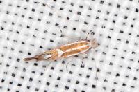 Phyllonorycter lapadiella