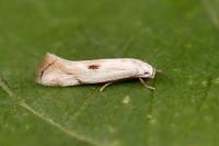 Elachista contaminatella