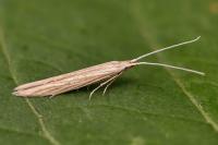 Coleophora halophilella
