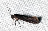 Elatobia fuliginosella