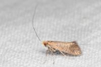 Nematopogon adansoniella