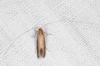 Nematopogon adansoniella