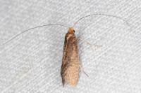 Nematopogon adansoniella