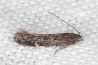 Aproaerema anthyllidella