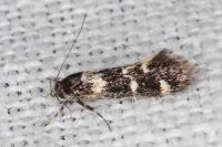 Denisia lutea
