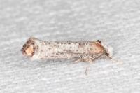 Pseudoswammerdamia combinella