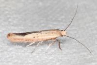 Zelleria hepariella