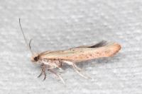 Zelleria hepariella