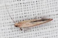 Zelleria hepariella