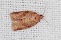 Clepsis consimilana