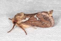 Korscheltellus lupulinus