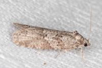 Cnephasia communana