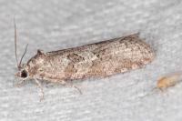 Cnephasia communana