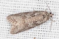 Cnephasia communana