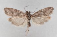 Cnephasia communana