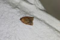 Clepsis consimilana