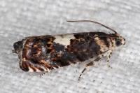 Pammene gallicolana