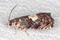 Pammene gallicolana