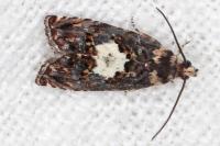 Pammene gallicolana