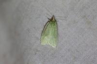 Tortrix viridana