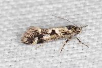 Denisia lutea
