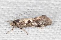 Denisia lutea