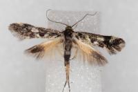 Denisia lutea