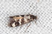 Denisia lutea