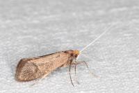 Nematopogon