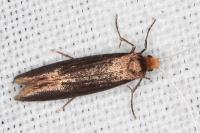 Nematopogon