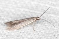 Coleophora
