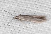 Coleophora