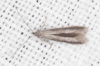 Coleophora