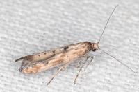 Epermenia aequidentella