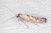 Epermenia aequidentella