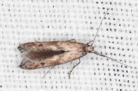 Epermenia aequidentella
