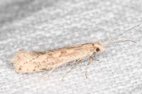 Plutella xylostella