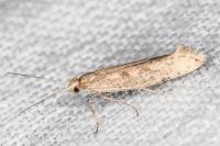 Plutella xylostella