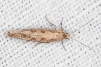 Plutella xylostella